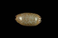 藏品(網目寶螺)的圖片